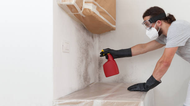 Professional Mold Removal technician working in Columbus, TX